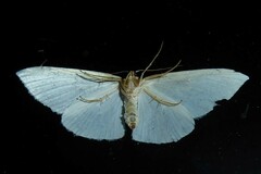 Orthoclydon praefectata