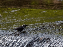 Cinclus mexicanus mexicanus