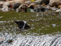 Cinclus mexicanus mexicanus