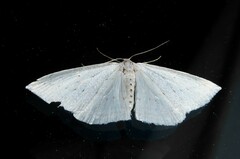 Orthoclydon praefectata