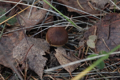 Cortinarius croceus