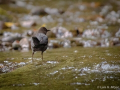 Cinclus mexicanus mexicanus