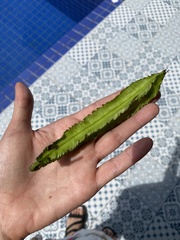 Psophocarpus tetragonolobus