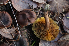 Cortinarius croceus