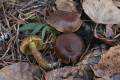 Cortinarius croceus