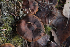Cortinarius croceus