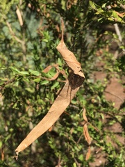 Phonognatha graeffei