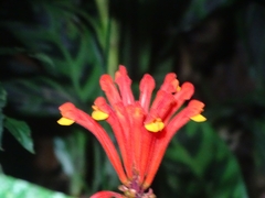 Scutellaria costaricana