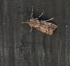 Eudonia submarginalis