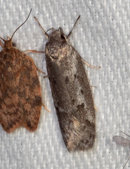 Philobota stella