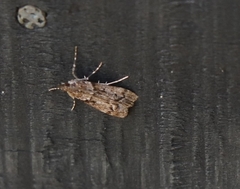 Eudonia submarginalis