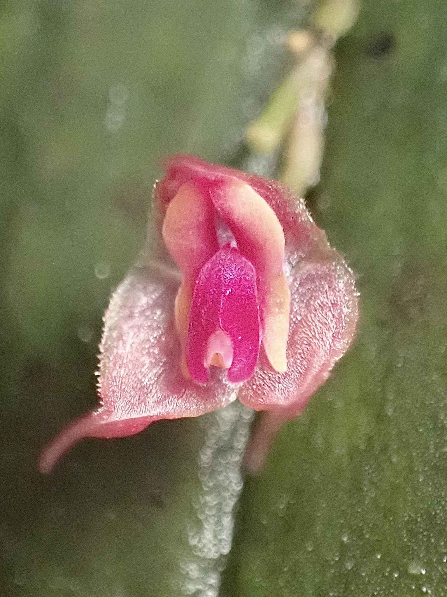 Lepanthes orchestris · iNaturalist