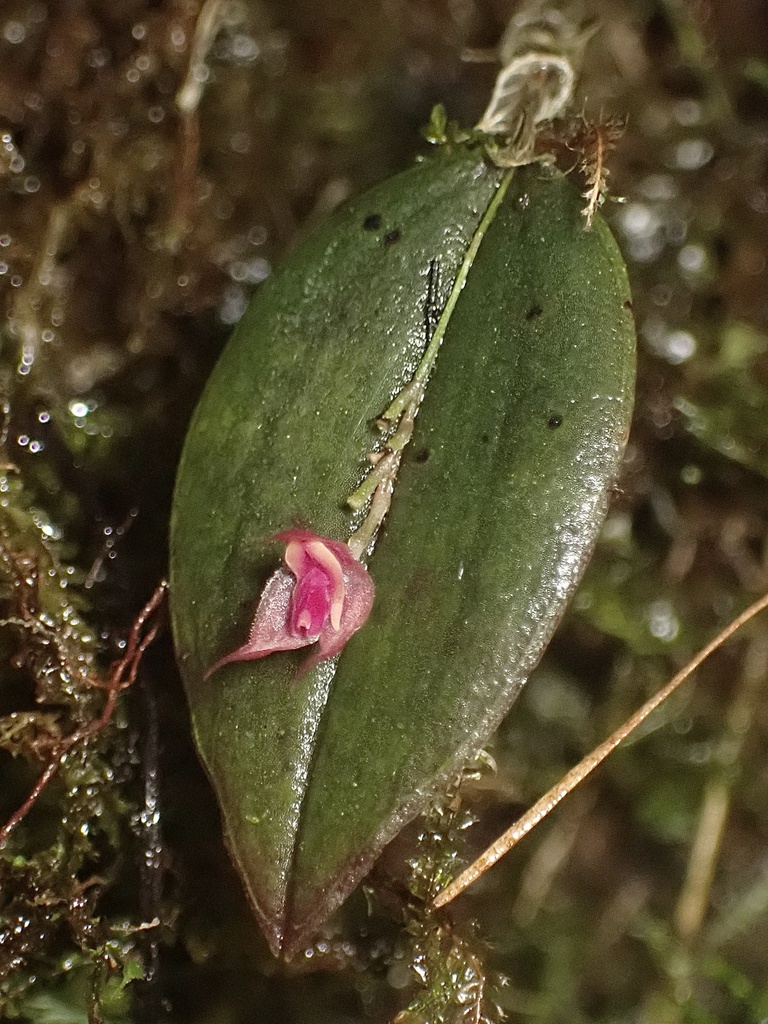 その他観葉植物 Lepanthes orchestris large.jpg