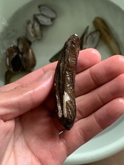 Lanceolaria triformis