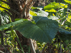Xanthosoma robustum