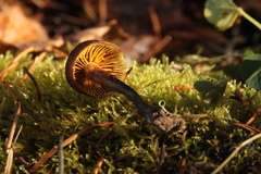 Dermocybe