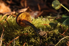 Dermocybe