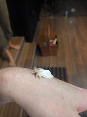 Trichiocercus sparshalli