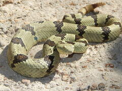 Crotalus lepidus
