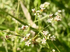 Platysace heterophylla heterophylla