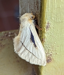 Phiala