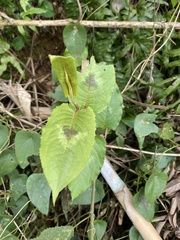 Persicaria chinensis