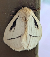 Phiala