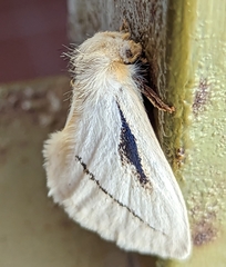 Phiala