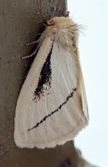 Phiala