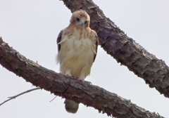 Hieraaetus morphnoides