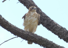 Hieraaetus morphnoides