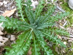 Cirsium brevistylum