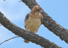 Hieraaetus morphnoides