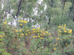 Oxylobium ellipticum