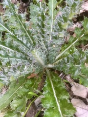 Cirsium brevistylum