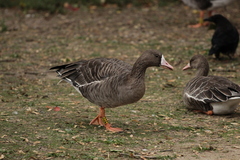 Anser albifrons albifrons