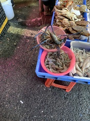 Macrobrachium rosenbergii