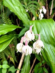 Calanthe arisanensis