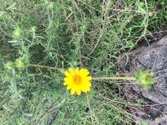 Aldama linearis