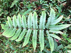 Pteris setulosocostulata