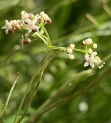 Platysace heterophylla heterophylla