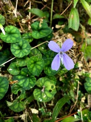 Viola formosana