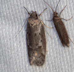 Philobota stella