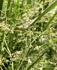 Platysace heterophylla heterophylla