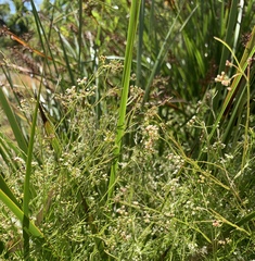 Platysace heterophylla heterophylla
