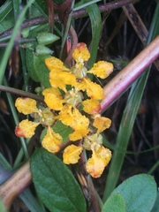 Gaudichaudia cynanchoides