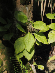 Callicarpa americana