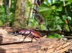 Prosopocoilus torresensis