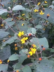 Simsia lagasceiformis