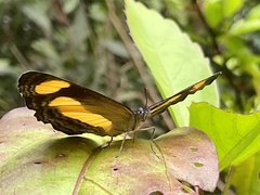 Yoma sabina